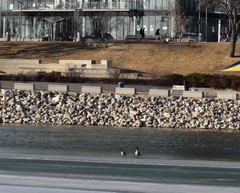 Branta canadensis
