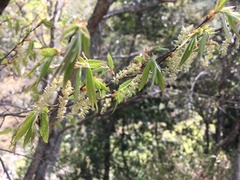 Carpinus kawakamii