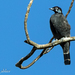 Bare-necked Fruitcrow - Photo (c) Phil Kahler, some rights reserved (CC BY-NC), uploaded by Phil Kahler