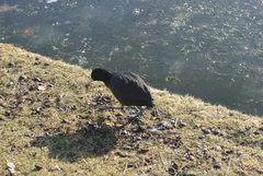 Fulica atra