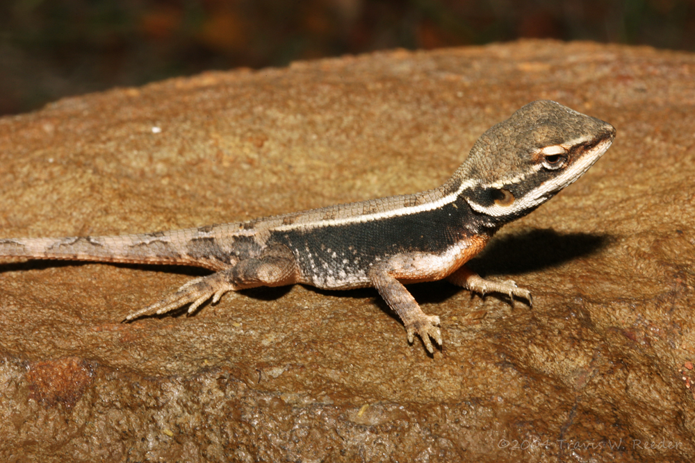 White-Lipped Two-Line Dragon