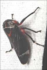 Eurymeloides lineata
