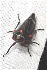 Eurymeloides lineata