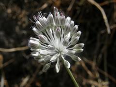 Allium sardoum image