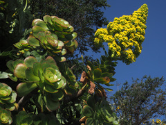 Aeonium arboreum arboreum