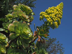 Aeonium arboreum arboreum