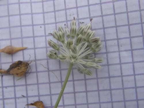 Allium sardoum image