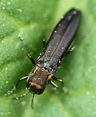 Agrilus ruficollis