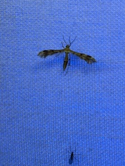 Trichoptilus ceramodes