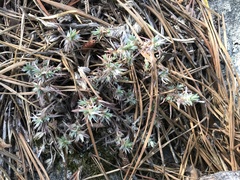 Paronychia argyrocoma