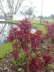 Alternanthera pubiflora