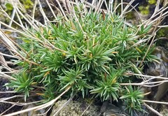 Sabulina dawsonensis