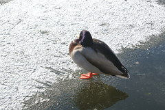 Anas platyrhynchos