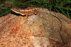 Diporiphora