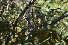 Glaucidium palmarum