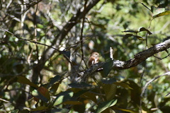 Glaucidium palmarum