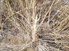 Calochortus striatus