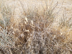 Calochortus striatus