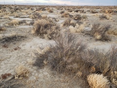 Calochortus striatus