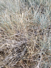 Calochortus striatus