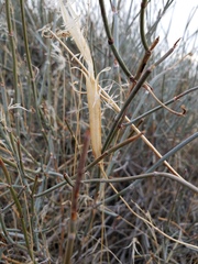 Calochortus striatus