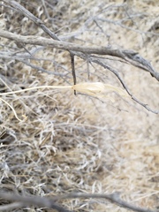 Calochortus striatus