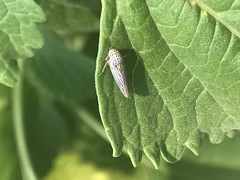 Graphocephala aurora