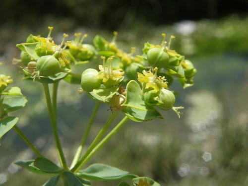 Euphorbia bupleuroides image