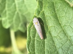 Graphocephala aurora