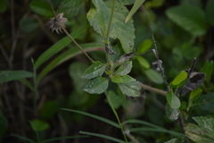 Millerieae
