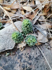 Sedum wrightii