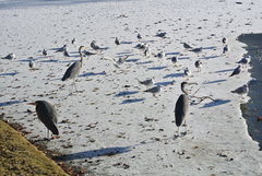 Ardea cinerea