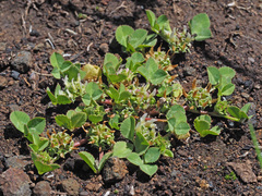 Trifolium glomeratum image