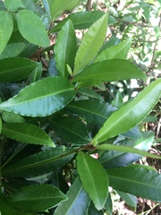 Ardisia crenata image