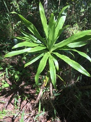 Dracaena xiphophylla