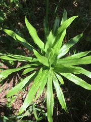 Dracaena xiphophylla