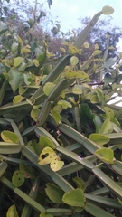 Cissus quadrangularis