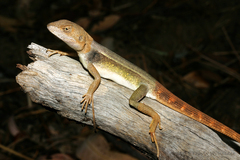 Diporiphora