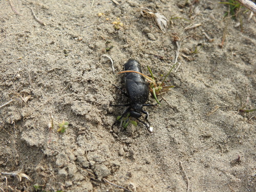 Meloe bitoricollis
