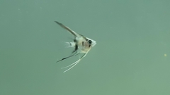 Pterophyllum scalare