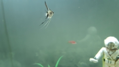 Pterophyllum scalare
