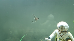 Pterophyllum scalare