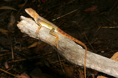 Diporiphora