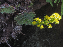 Aeonium aureum