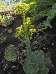 Aeonium aureum