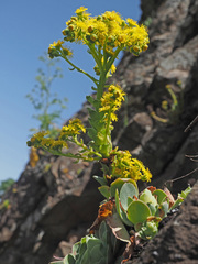 Aeonium aureum