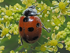 Coccinella algerica