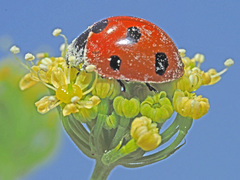 Coccinella algerica