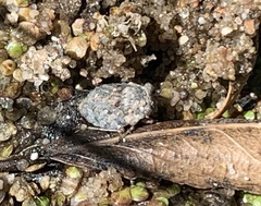 Gelastocoris