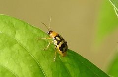 Cerotoma dilatipes